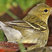 Blackpoll Warbler